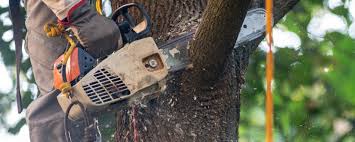 Best Lot and Land Clearing  in Aumsville, OR