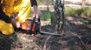 Best Tree Removal  in Aumsville, OR
